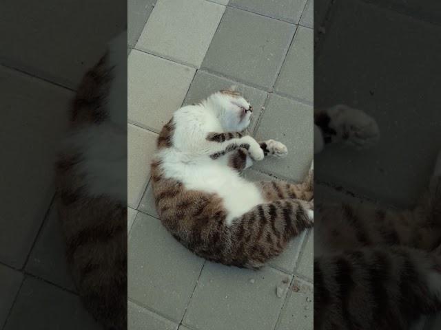 Смешной кот Матвей заснул с высунутым языком. Funny cat Matvey sleep. Kucing lucu. Lustige katze. 猫