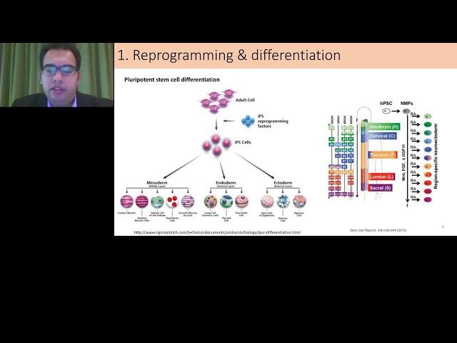 Engineering stem cell biology for disease modelling and therapeutics