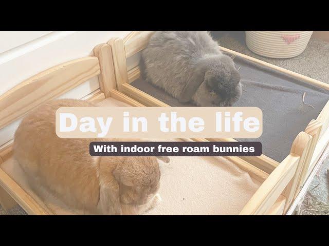 Free roam house bunnies daily routine