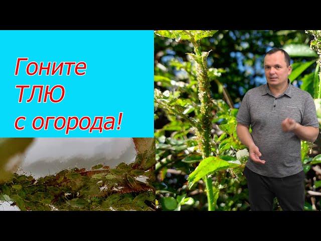 Забудьте про тлю! Чем эффективно обработать растения от тли.