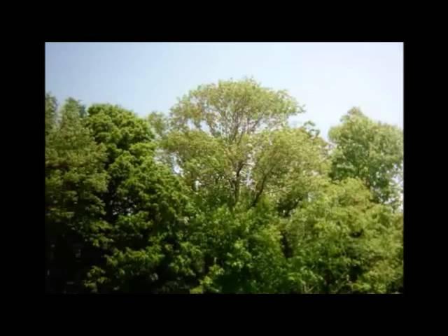 Time-lapse of Leaves Changing Color