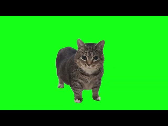 OIIAOIIA CAT but in 4K (Not Actually)