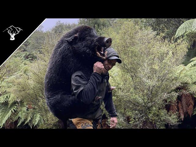 Pig Hunting Nz 190Lb Huge Public Land Boar