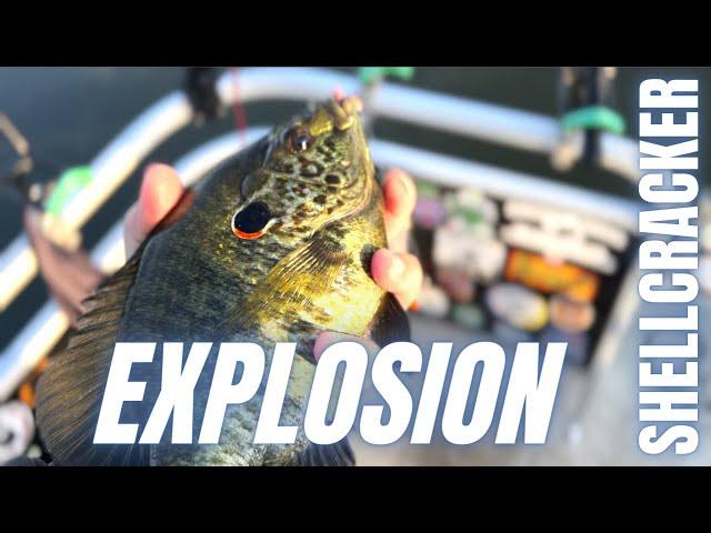 Bedding Shellcracker fishing made easy! (Tons of fish action)