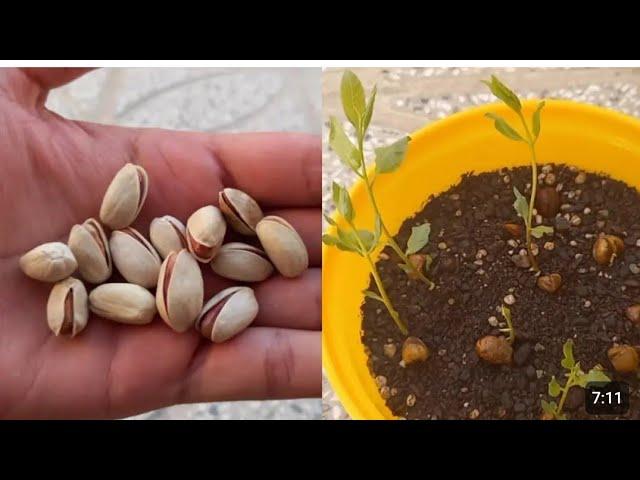 Best Method To Grow Pistachio Tree From Seed Step by step  | 100 %  Successful Technique