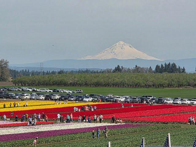 Oregon Blooming Tulips FarmChat