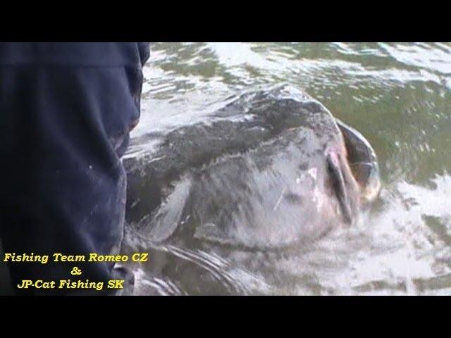 Fishing Team Romeo CZ & JP-Catfishing SK: Cat fish 216cm (+-80kg) from the delta Ebro river-may 2013