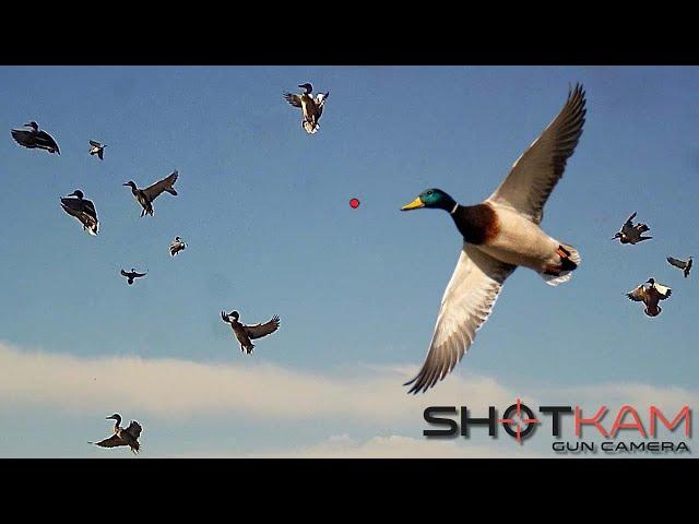 Duck Hunting Highlights - with a Shotkam