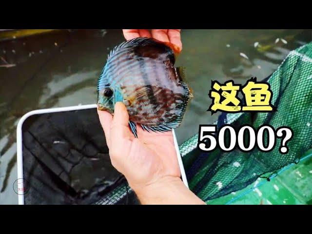 价值5000的鱼，一网捞出几十条，七彩神仙鱼，野生更好养吗