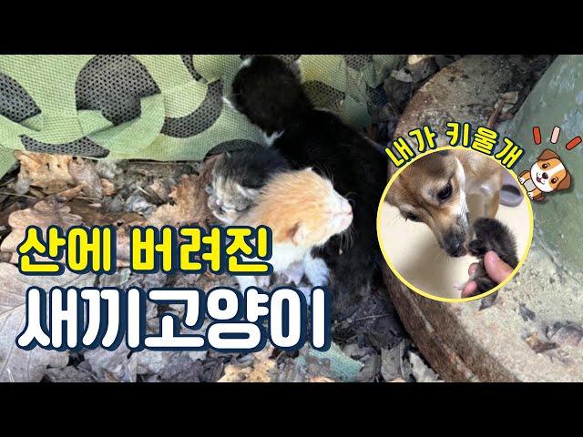 새끼고양이를 자식처럼 키우는 강아지｜산 고양이 구조·임보·입양 일기