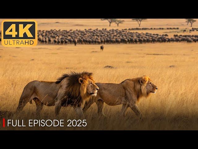 WILD NATURE | Bloody Wars in the Pride | Animal Documentary