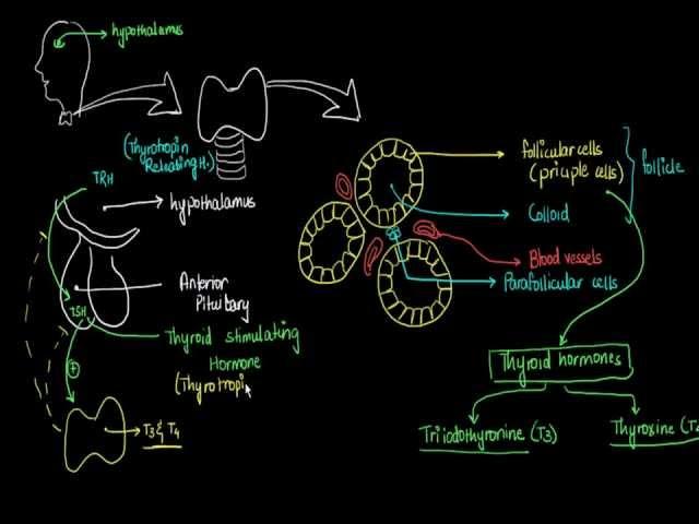 3 - Thyroid Glands : Hormones Physiology