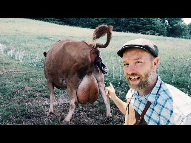 Cow Gives Birth to Calf Right in Front of Our Eyes