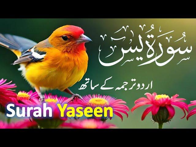 Surah Yasin ( Yaseen ) with Urdu Tarjuma | Quran tilawat | Ep146| Quran with Urdu Hindi Translation