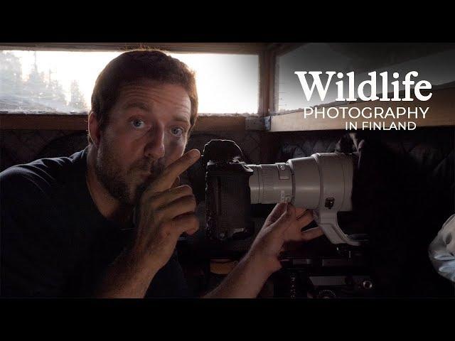 Wildlife Photography - WOLVES and BEARS part 1 | The travel to Finland