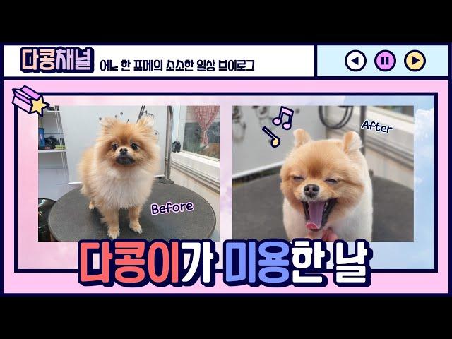 다콩이가 미용한 날 ^^