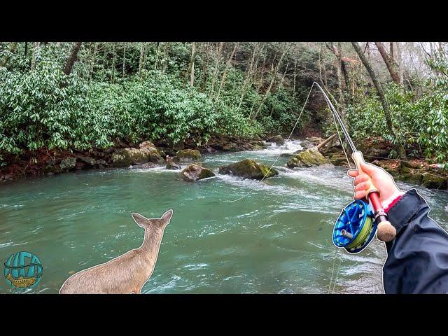 Fly Fishing for HUGE Trout in Tennessee! (FINDING A PET DEER?)