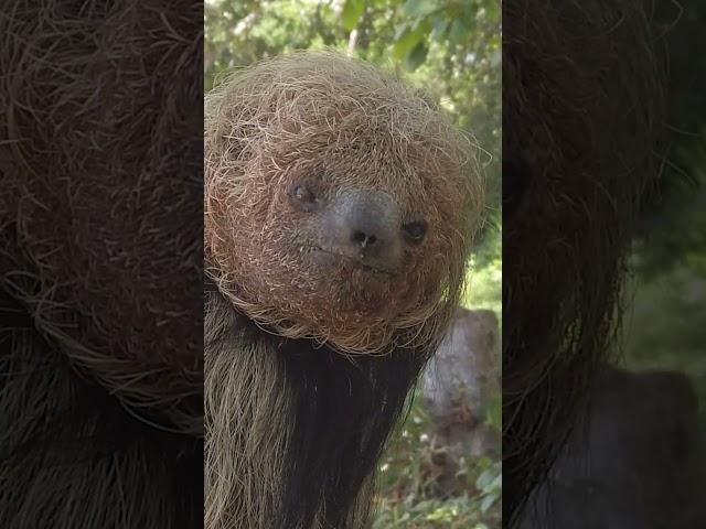 Did you know the "Maned" Sloth?