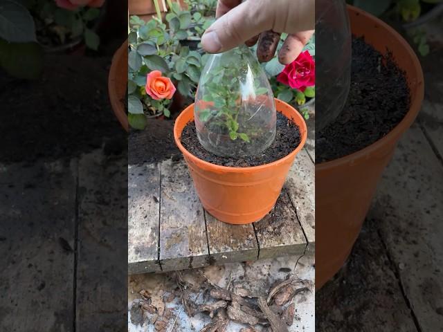 4 Months Later: The ROSE Cutting Rooted 100% (Winter)