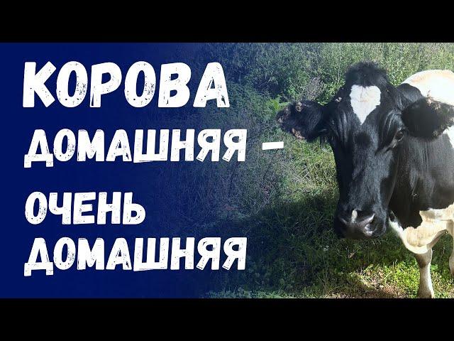 Корова домашняя - очень домашняя