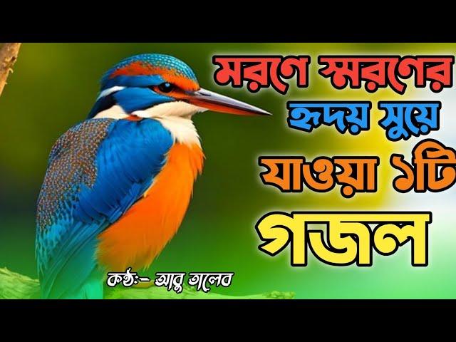 মরণের কথা স্মরণ করে একটা হৃদয় জুড়ানো গজল । abu taleb jikir tv । letest viral gojol 2024