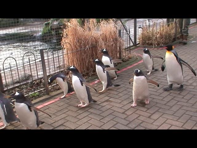 Edinburgh Zoo - Penguin Parade