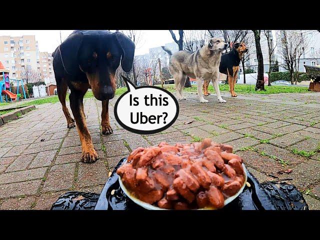 Feeding Stray Dogs with RC Car