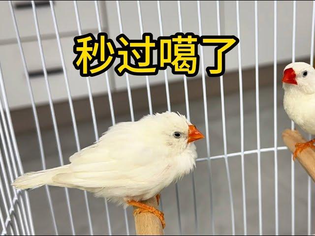 珍珠鳥“秒過”開箱的第一天，就被小黑送走了！不信你們問小黑！ #珍珠鳥 #藍貓 #藍胖子 #英短藍貓