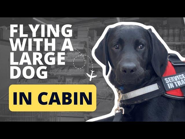 Flying with Large Dog in Cabin