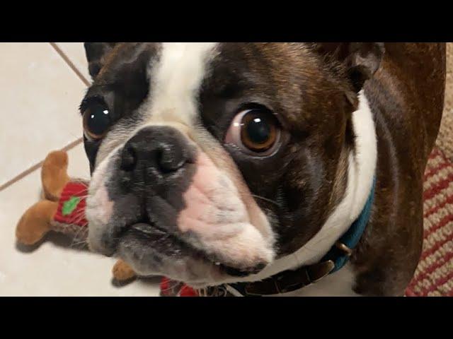 New Year’s Eve LIVE - Calvin The Boston Terrierist! With Ruby & Rock!