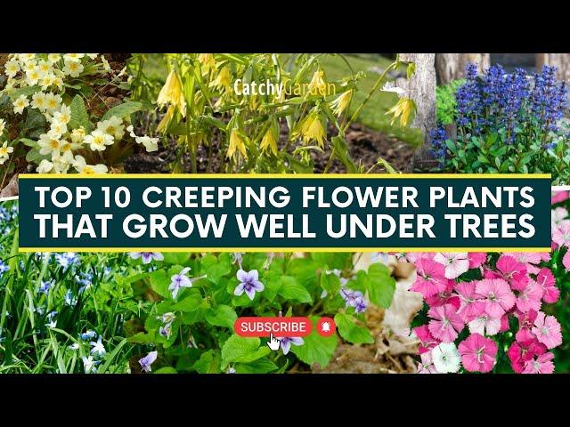 Top 10 Creeping Flower Plants That Grow Well Under Trees  // #gardeningtips