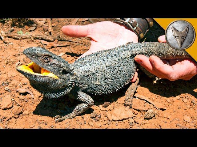 BEARDED DRAGON - Finally Caught One!