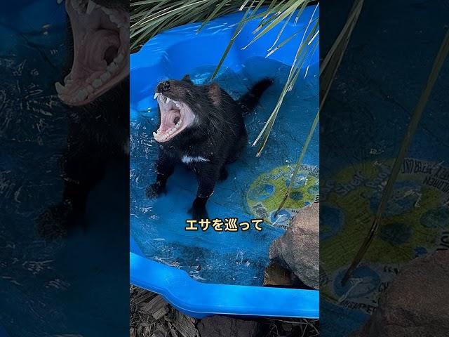 タスマニアデビルの咬む力