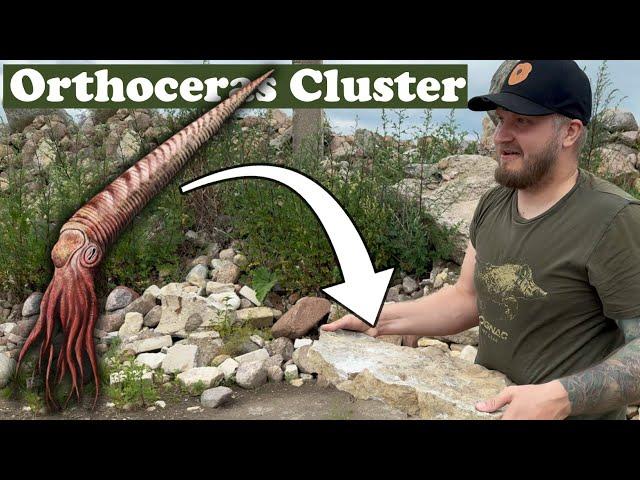 Orthoceras cluster scored! Fossil hunting