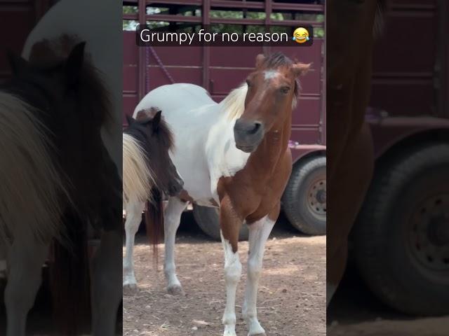 Grumpy horse #horse #animals #funnyanimals