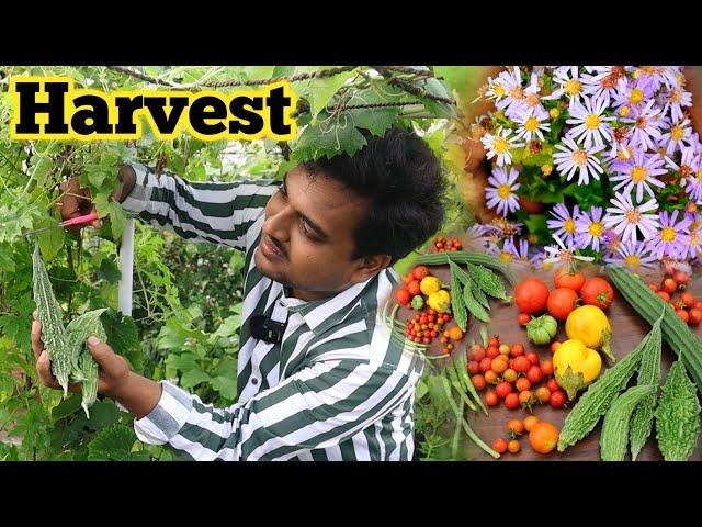 తోట చూసుకుంటూ చేసిన హర్వెస్ట్ gardening tips #terracegarden #organic #harvest