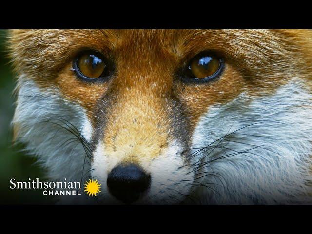 Why the Red Fox May be the Most Resourceful Predator  Carpathian Predators | Smithsonian Channel