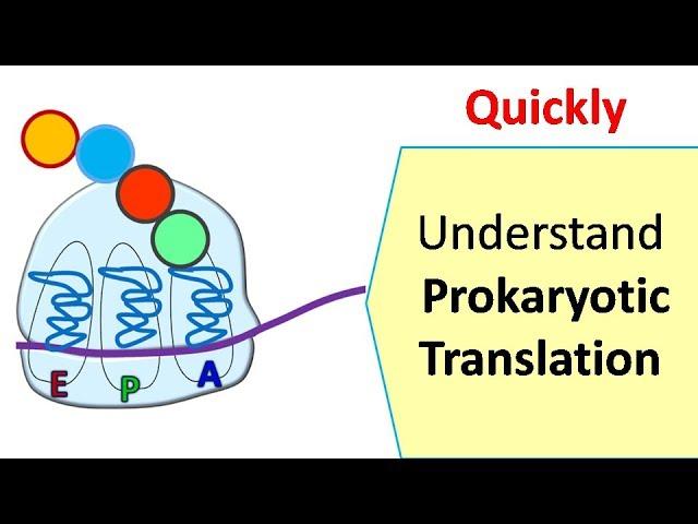 Translation in prokaryotes | Protein synthesis in prokaryotes