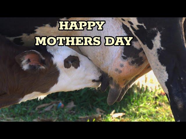 HAPPY MOTHERS DAY || cow feeding calf...|| #mothersday #wildlife #cow #naturelovers