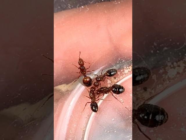 My QUEEN Ant is ALIVE! (But how…)