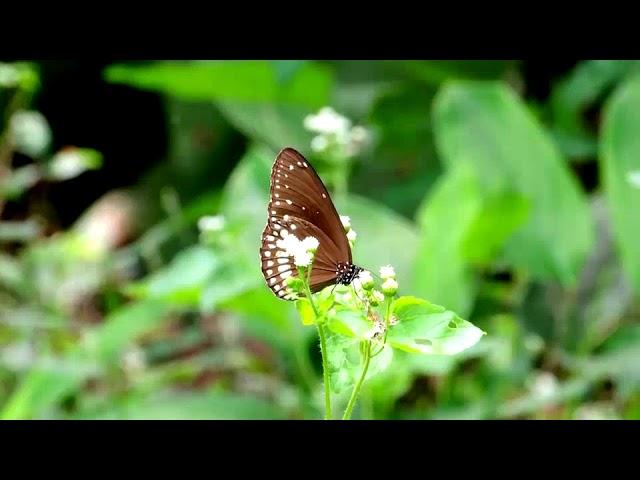 Western Ghats | Documentary | 2015-2017 Sabarigiri Punalur