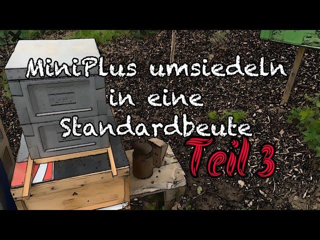 MiniPlus umsiedeln in eine Standardbeute ! Teil 3