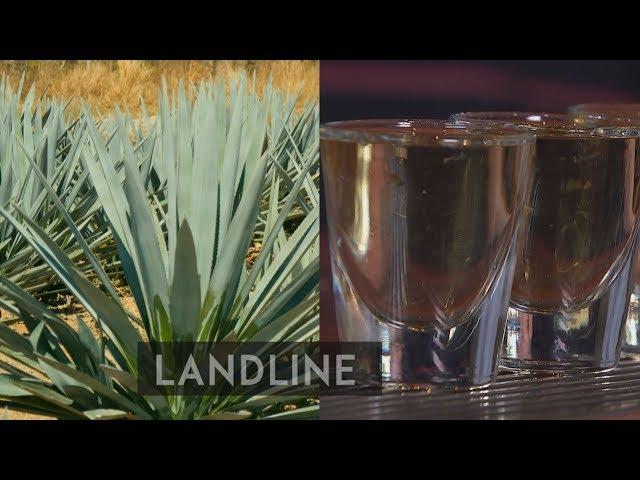 Mexican Wave: The sugar company growing agave for green energy | Landline