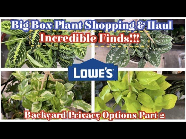 Big Box Plant Shopping & Haul at Lowe's || Incredible Finds || Backyard Privacy Options Part 2