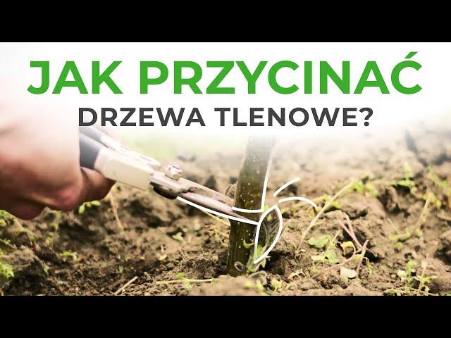 Oxytree - jak przycinać drzewa po pierwszym roku?