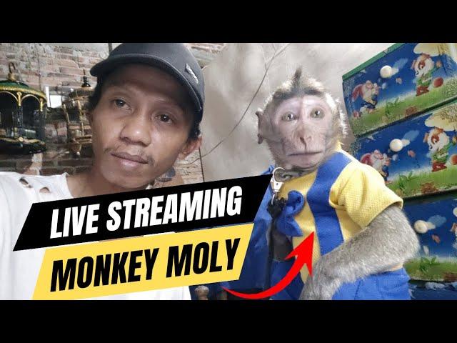 LIVE STREAMING MONKEY MOLY FUNNY ANIMAL - DAMAGE AND SMART