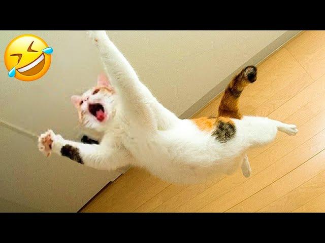 Funniest Cats and Dogs  | Funny Animal Videos #34