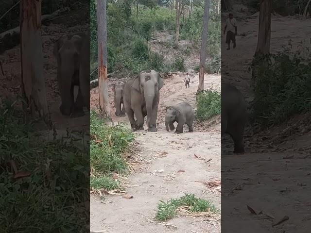  adorable #elephants #animallife #babyanimals #wildlife #babyelephants