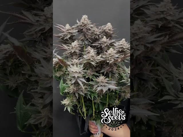 How to Make a Bouquet of Buds - 420 Style - Hey Abby - Happy Valentines Day