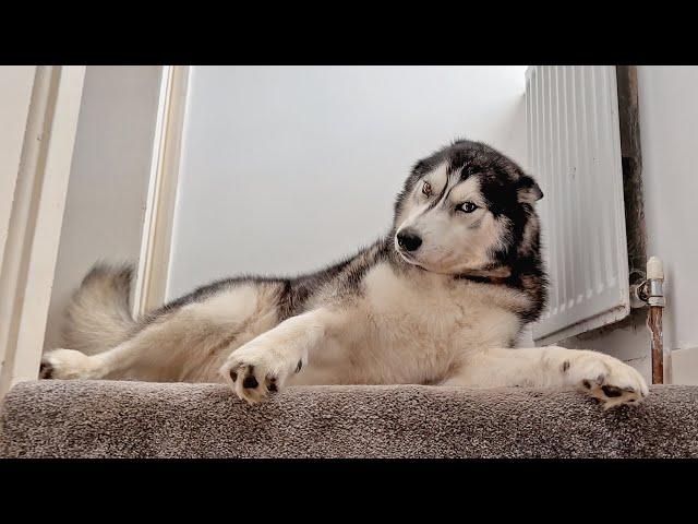 Sneaking Up On My Husky Talking To Himself!